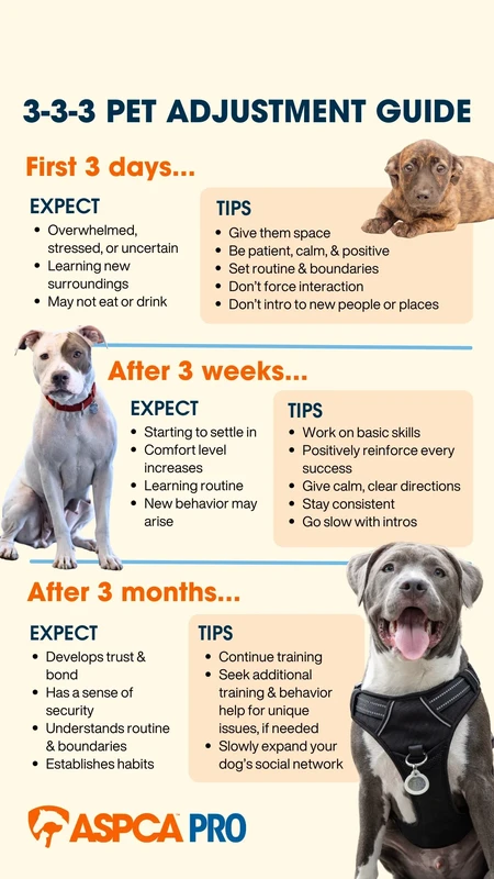 9-alternative-approaches-and-innovative-practices - How to Support Foster Animals Effectively: Expert Guide