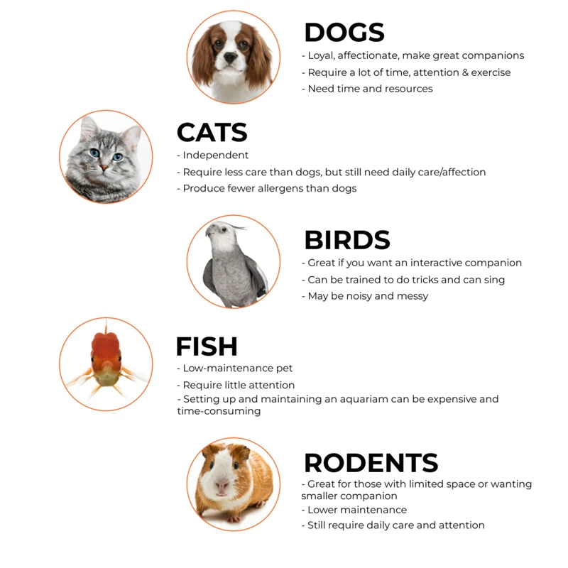 alternative-methods-and-tips - How to Foster a Pet Successfully: Step-by-Step Guide