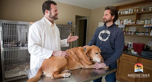 best-practices-for-pet-owners-considering-suppleme - Why Consult a Vet Before Pet Supplementation Matters