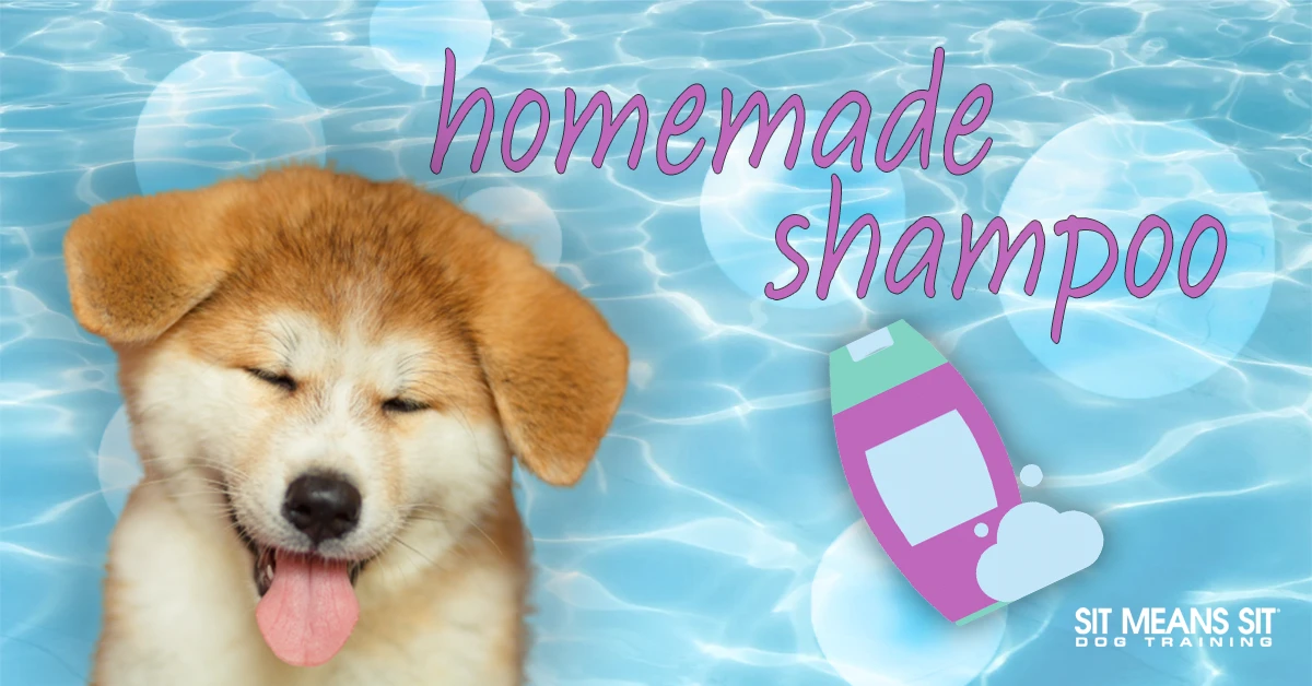 common-mistakes-to-avoid - How to Make DIY Eco-Friendly Pet Shampoo Safely & Effectively