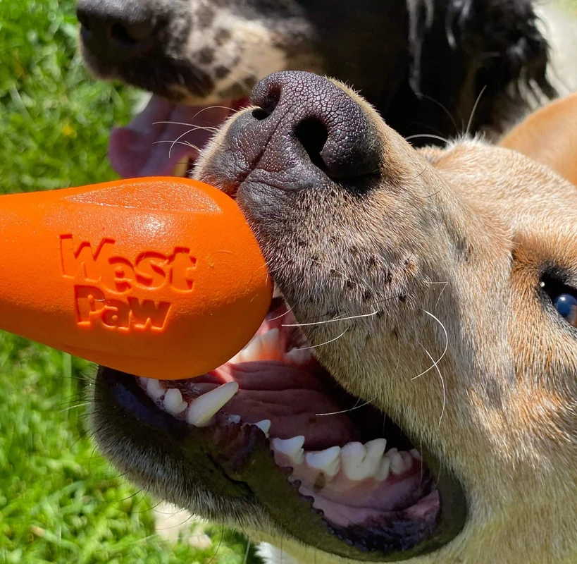 consumer-guidance-for-selecting-sustainable-pet-to - What Materials Are Used in Sustainable Pet Toys? Key Insights