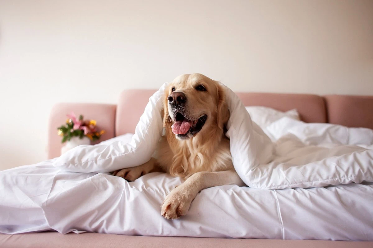 emerging-trends-and-future-outlook - Pet-Friendly Eco-Lodging Boosts Host Revenue by 24% in 2026
