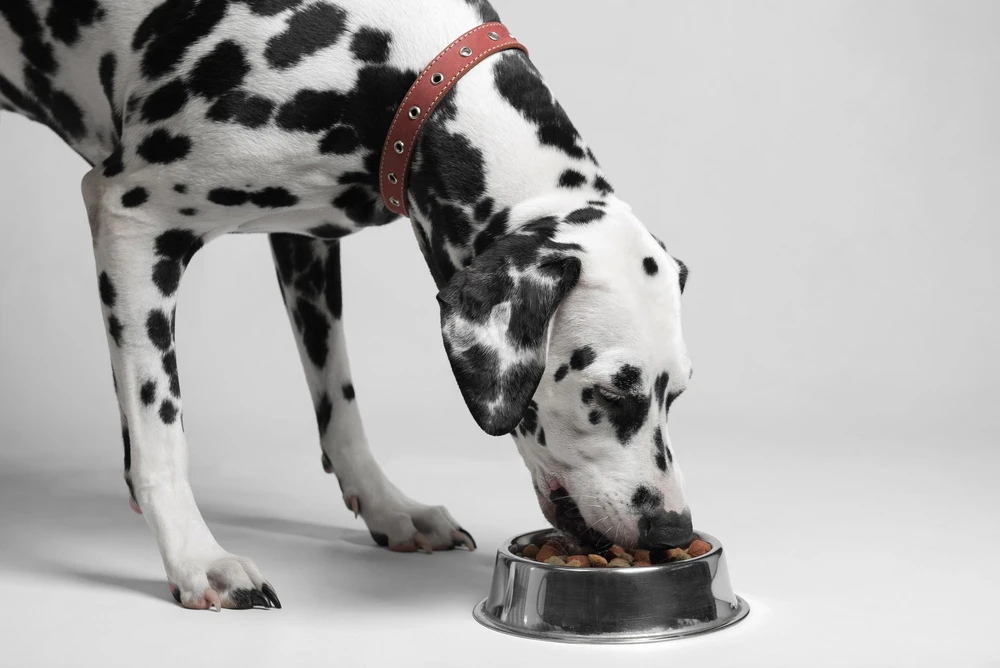 emerging-trends-and-market-insights - Top Allergy-Friendly Dog Foods Reviewed for 2026