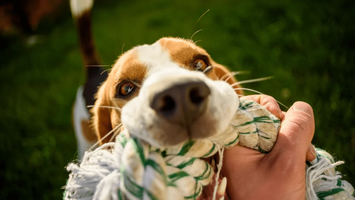 faq - Bamboo vs Recycled Plastic Dog Toys: Key Differences Explained