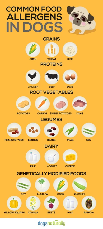 faq - Common Allergens in Dog Food Trigger Immune Responses