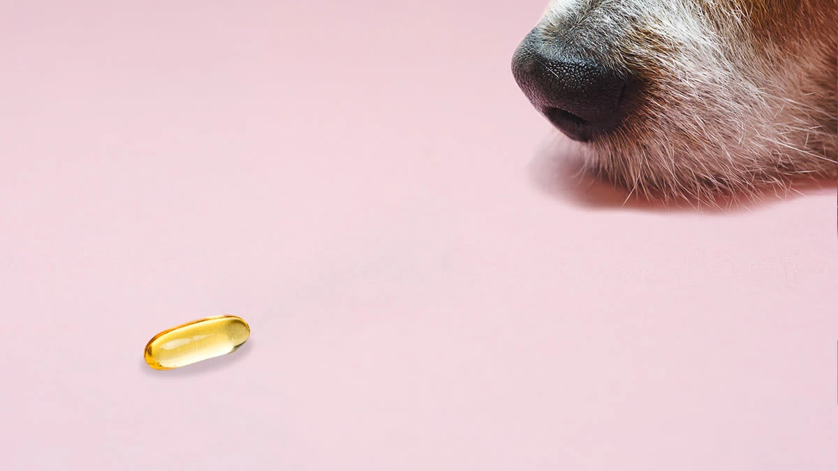 faq - Common Side Effects of Pet Dietary Supplements Explained