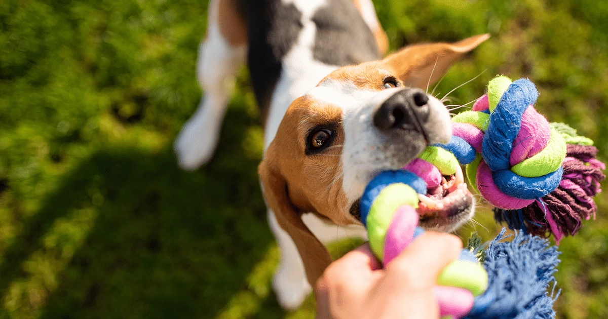 faq - Community DIY Pet Projects Boost Shelter Support and Enrichment