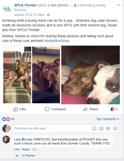 faq - Foster-to-Adopt Programs Boost Pet Adoption Success Rates
