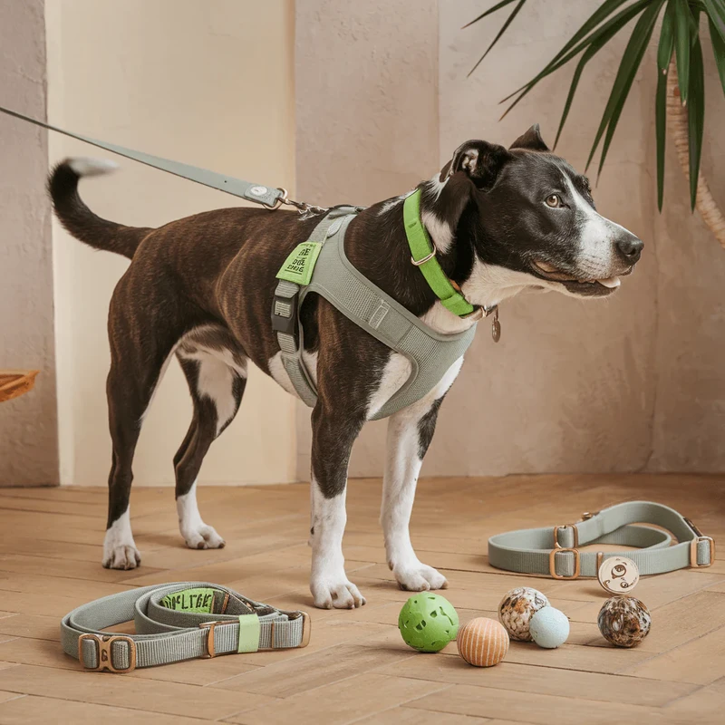 faq - How to Choose Eco-Friendly Pet Toys for Health & Sustainability