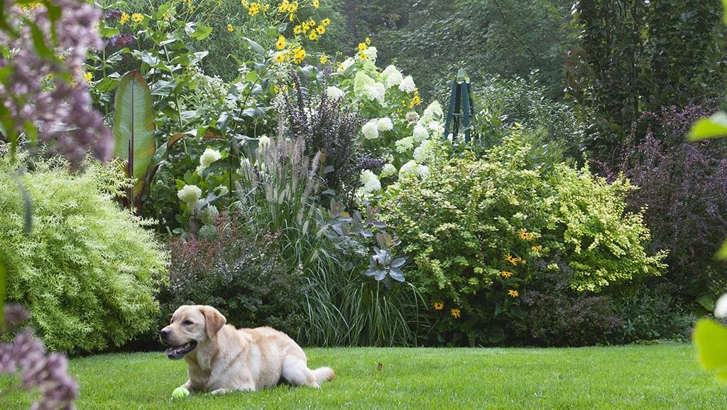 faq - How to Design Pet-Friendly Sustainable Spaces with Eco Materials