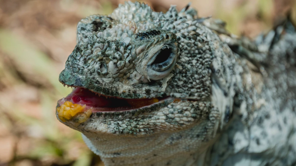 faq - Local Pet Conservation Initiatives Drive Species Recovery in 2026