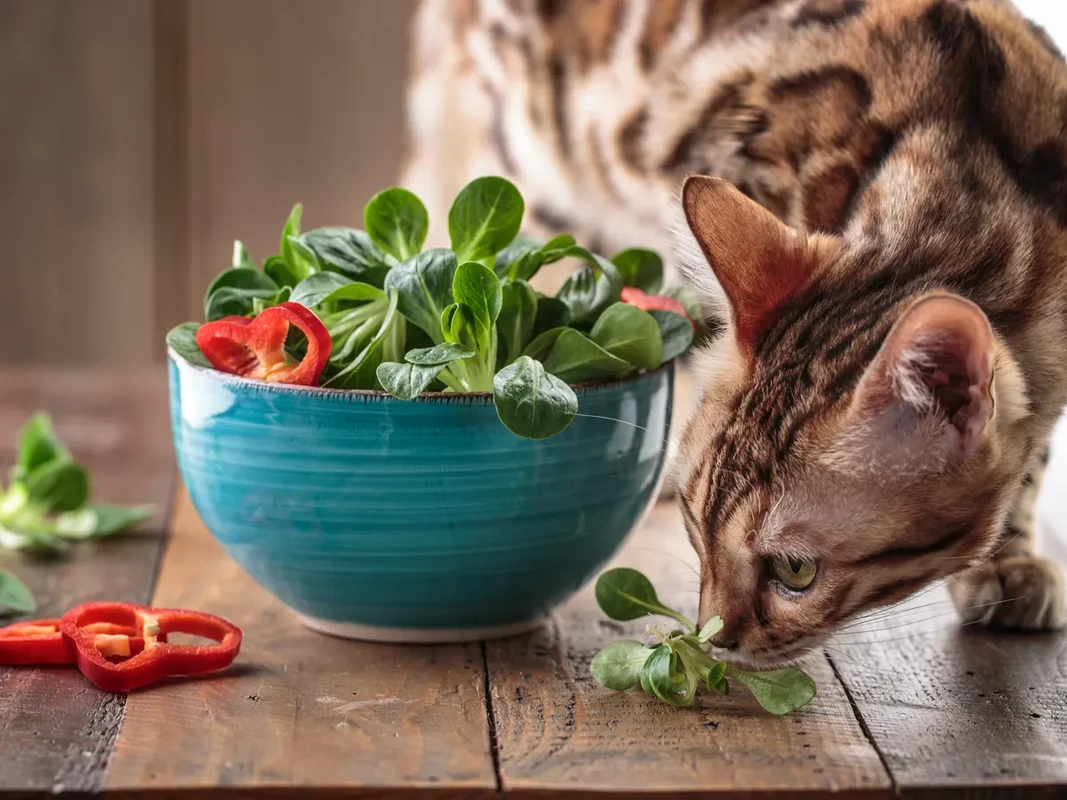 faq - Plant-Based Diet Benefits for Cats: Health Insights & Risks