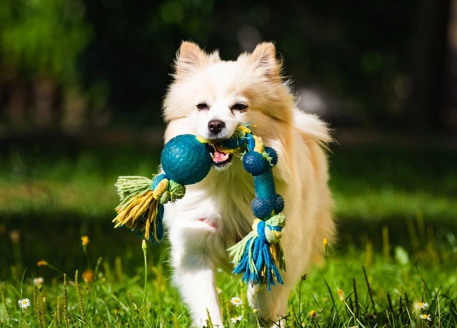 faq - Sustainable Pet Toys Guide for Eco-Conscious Owners