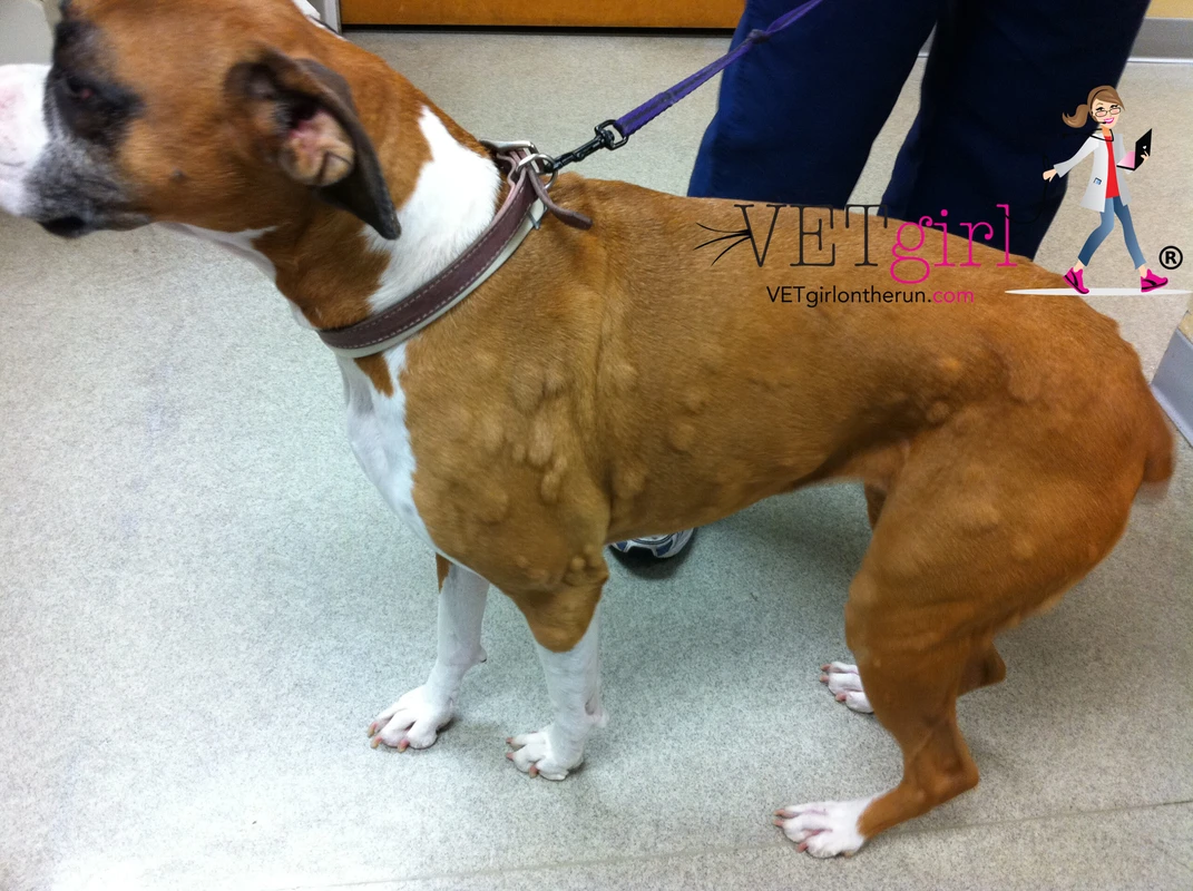faq - What Causes Allergic Reactions in Pets? Key Triggers Explained
