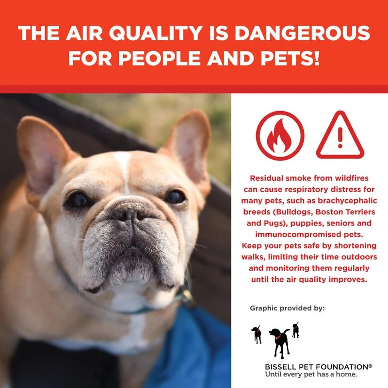 forward-looking-analysis-enhancing-pet-health-thro - How Air Quality Impacts Pet Health and Home Safety