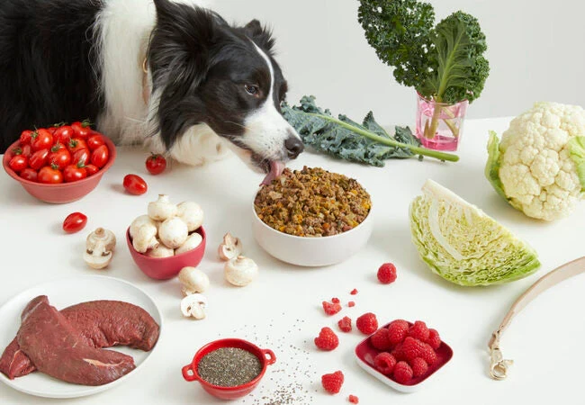 frequently-asked-questions - How to Ensure Balanced Nutrition in Natural Pet Diets Expert Guide