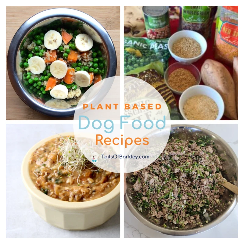 frequently-asked-questions - How to Make Homemade Plant-Based Dog Food Safely & Nutritiously