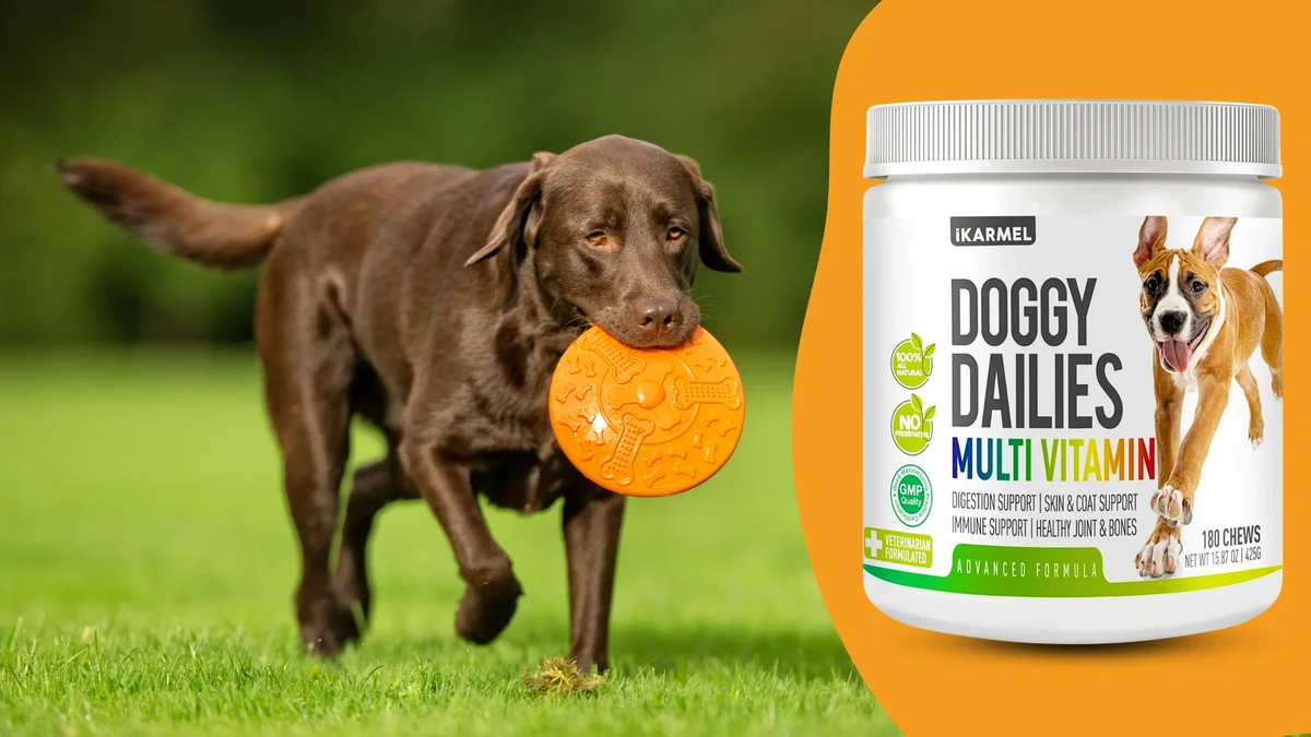 future-directions-enhancing-supplement-safety-and - How to Choose Quality Dietary Supplements for Dogs Safely