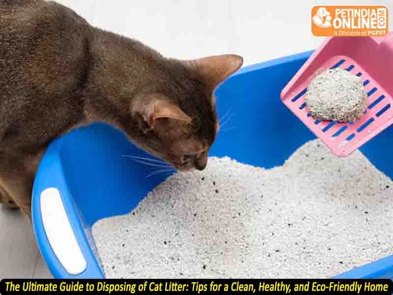future-trends-and-innovations-in-eco-friendly-cat - Eco-Friendly Cat Litter Disposal: Safe, Sustainable Methods