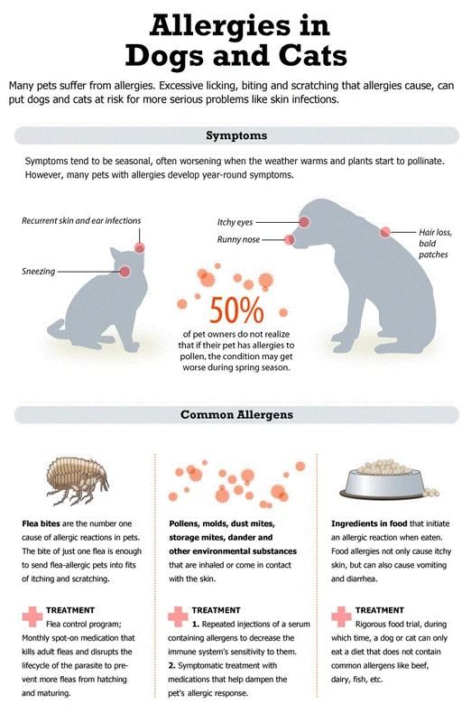 implications-for-pet-owners-and-public-health - What Causes Allergic Reactions in Pets? Key Triggers Explained
