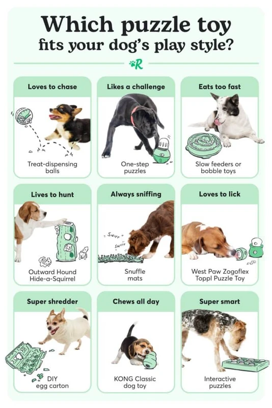 integrating-sustainable-pet-toys-into-a-holistic-e - Sustainable Pet Toys Guide for Eco-Conscious Owners