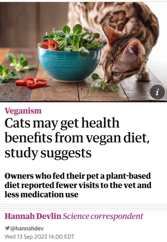 practical-considerations-for-cat-owners - Plant-Based Diet Benefits for Cats: Health Insights & Risks