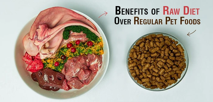 practical-guidance-for-pet-owners - Benefits of Organic Pet Food for Dogs Explained Clearly