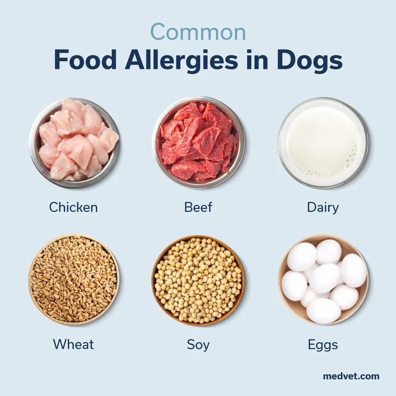 practical-recommendations-for-owners-and-veterinar - Common Allergens in Dog Food Trigger Immune Responses
