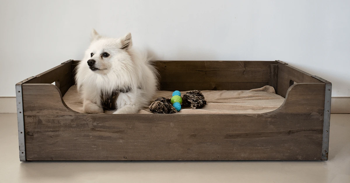 practical-resources-and-getting-started - Community DIY Pet Projects Boost Shelter Support and Enrichment