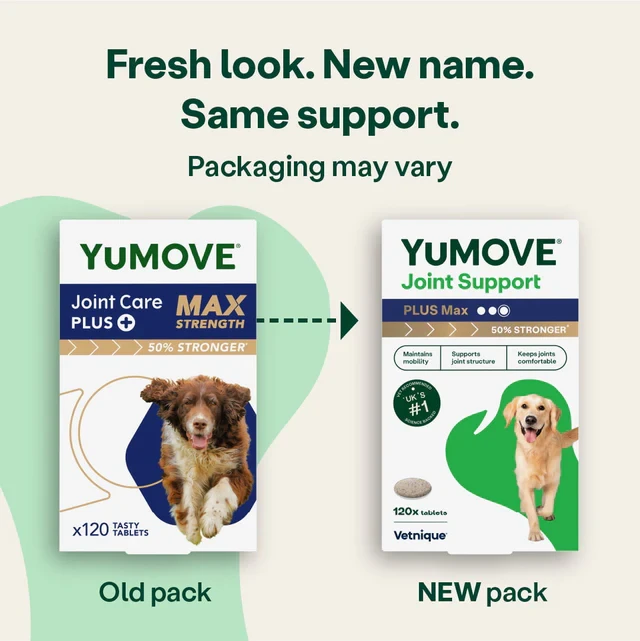 choosing-the-right-supplement-for-your-pet - Top Vet-Recommended Pet Joint Supplements Improving Mobility