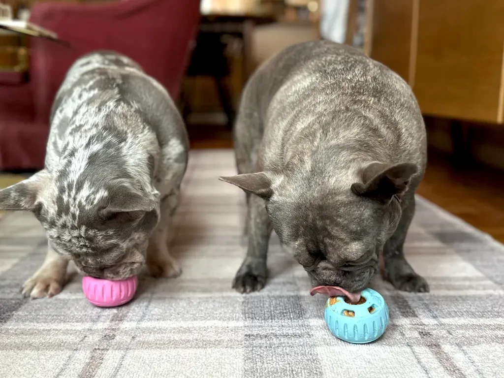 emerging-trends-in-pet-toys-for-2026-and-beyond - Pros and Cons of Homemade Pet Toys Explained by Experts