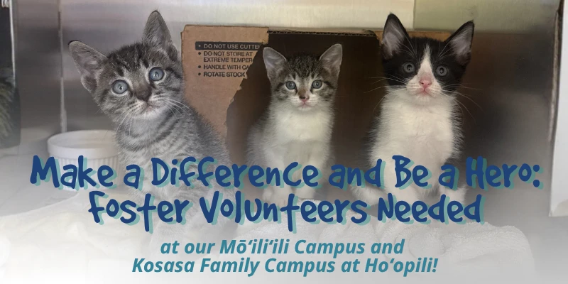 faq - How Fostering Pets Near Me Helps Shelters in 2026