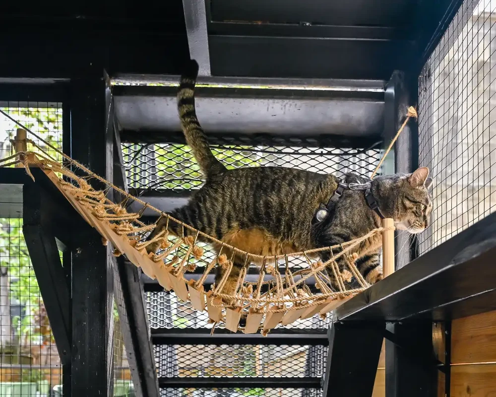 faq - How Pets Boost Local Conservation Through Detection & Habitat Care