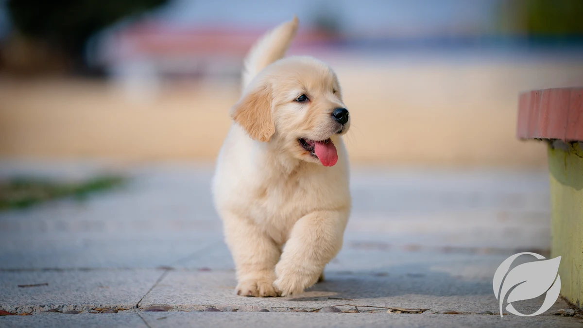 faq - Where to Buy Organic Dog Food in 2026: Top Brands & Deals