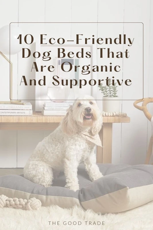 forward-looking-analysis-innovations-and-market-tr - Best Eco-Friendly Materials for Dog Beds 2026 Explained