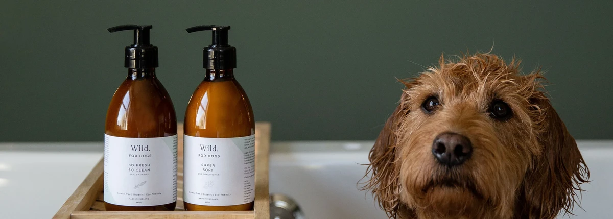 forward-looking-perspectives-on-dog-shampoo-choice - Eco-Friendly Dog Shampoo vs Regular: Key Skin & Eco Benefits