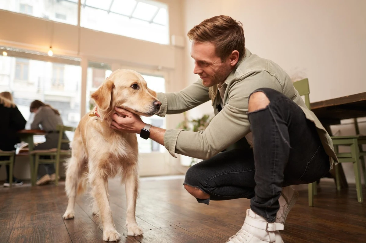 forward-looking-strategies-and-practical-next-step - Best Fostering Practices for Pets Boost Adoption Rates in 2026