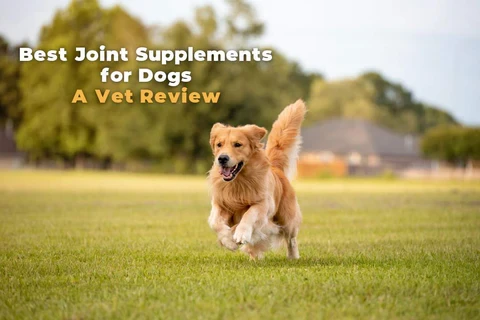 frequently-asked-questions - Best Supplements for Dogs with Arthritis 2026: Expert Vet Picks
