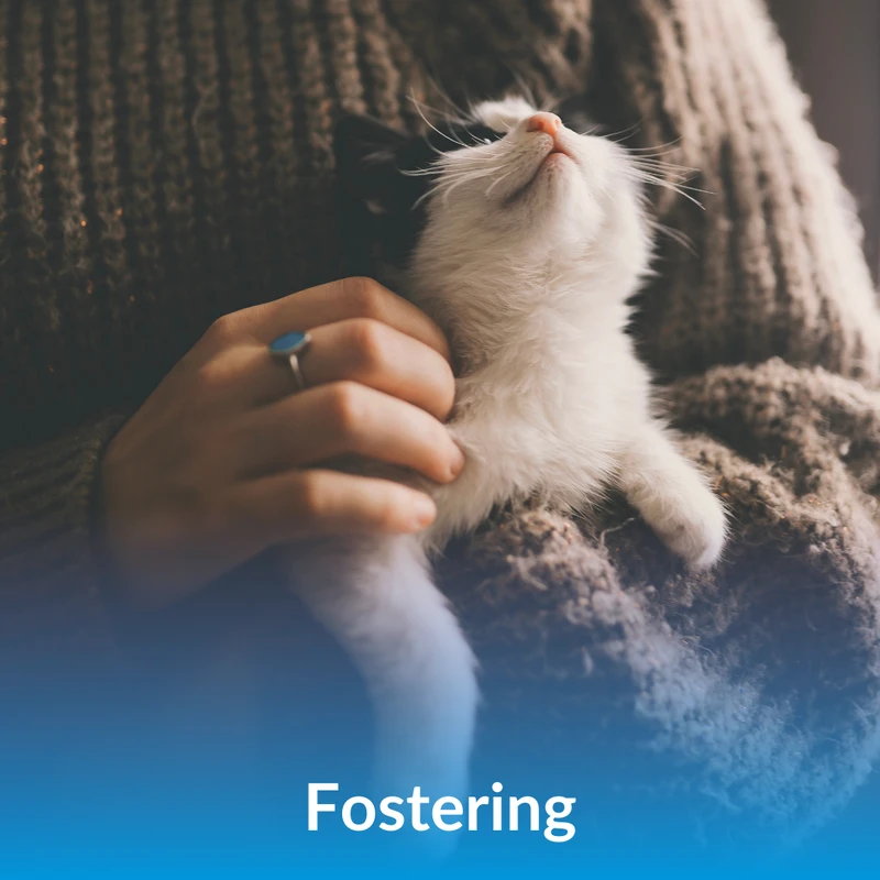 frequently-asked-questions - Fostering Pets vs Adopting Pets: Key Differences in 2026