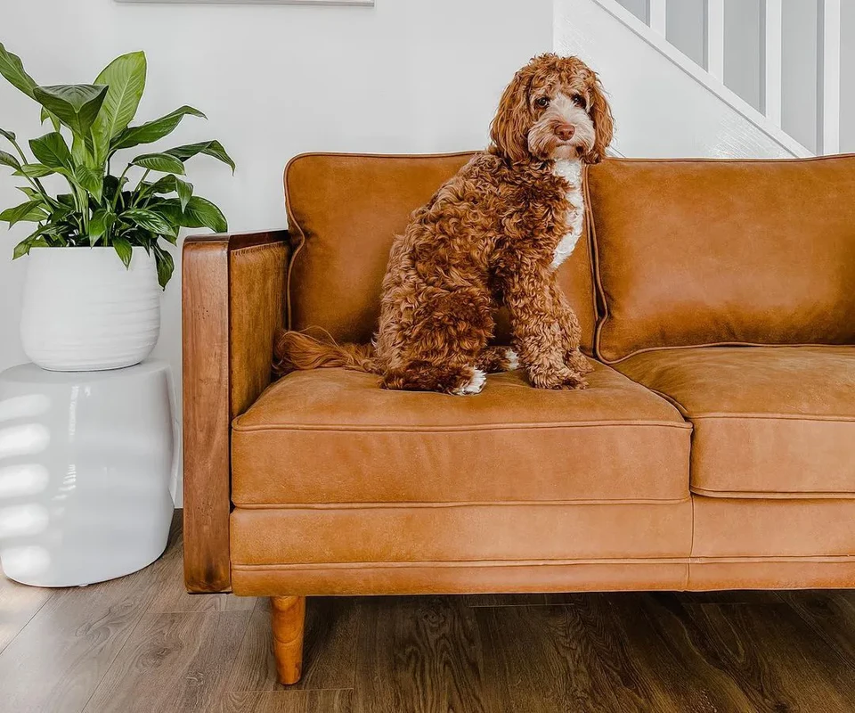 frequently-asked-questions - Top Brands to Buy Sustainable Pet-Friendly Furniture Online