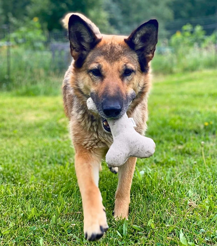 how-to-choose-the-right-sustainable-pet-toy - Top Sustainable Pet Toys Using Recycled Rubber & Organic Cotton