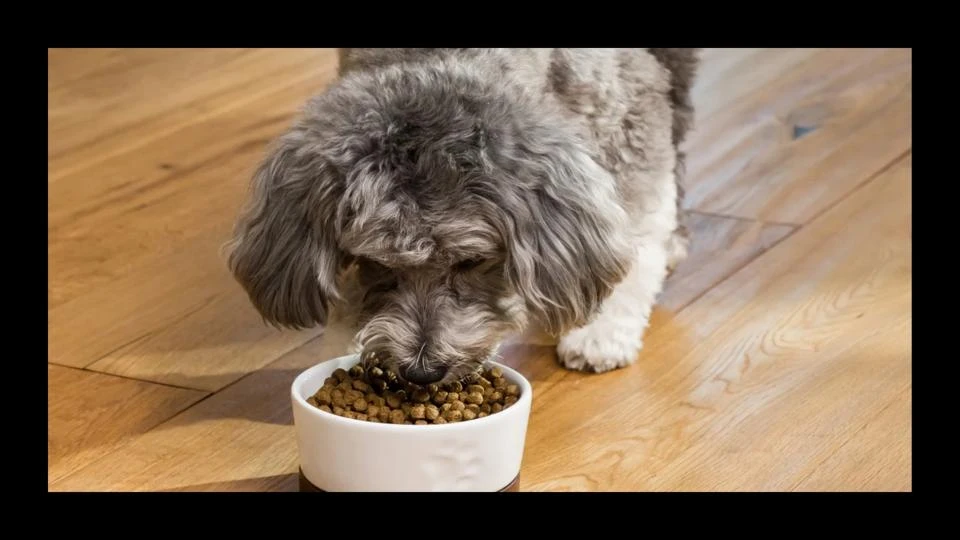 practical-feeding-and-care-tips-for-hypoallergenic - Buy Hypoallergenic Dog Food Online 2026 for Allergy Relief