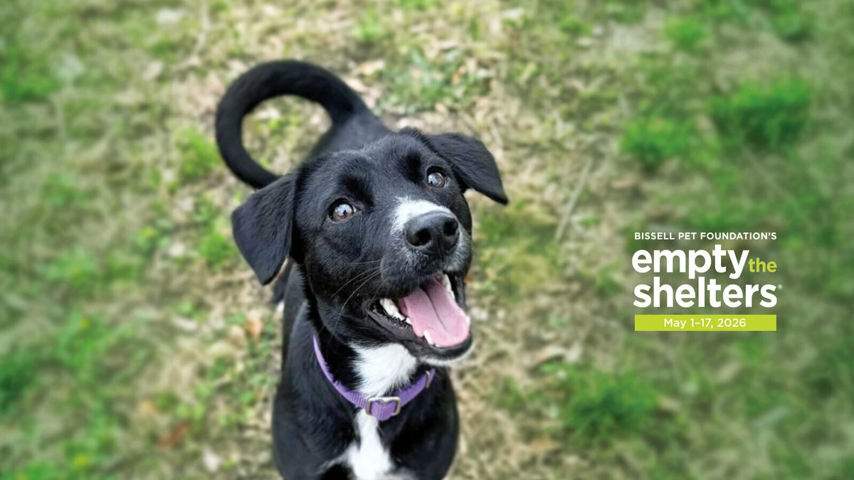safety-privacy-and-ethical-financial-consideration - Petfinder and Top Platforms Drive $450M Pet Adoption Boom