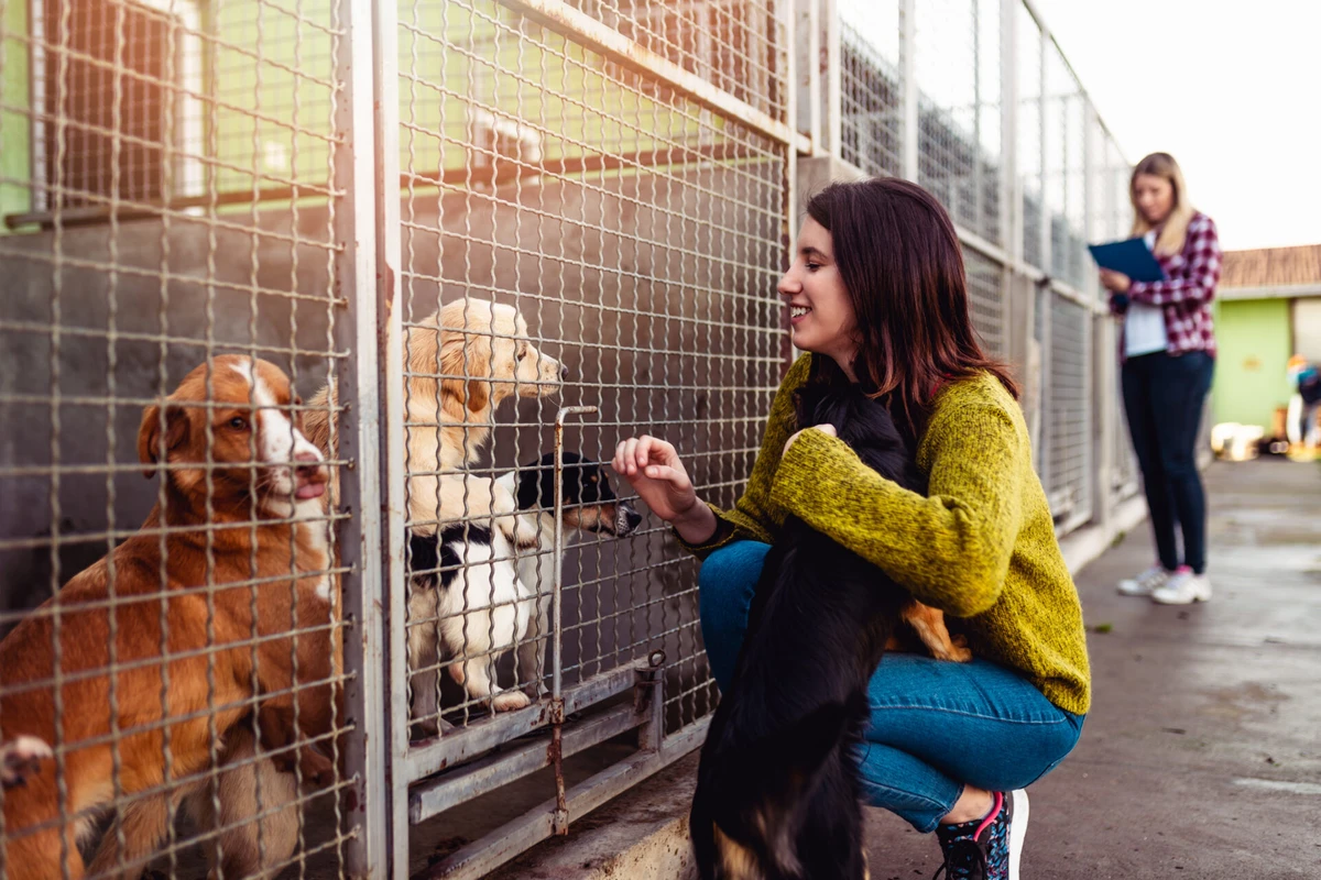 trends-and-statistics-shaping-adoption-in-2026 - Benefits of Adopting from Local Shelters Drive U.S. Growth