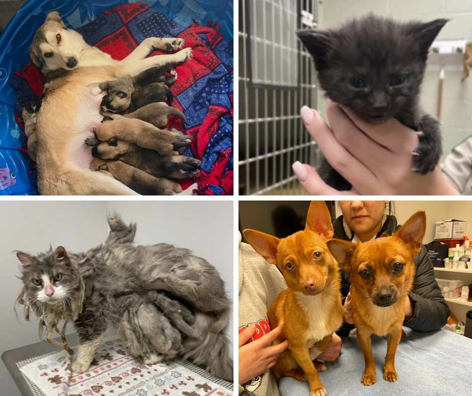 balancing-benefits-and-challenges-a-nuanced-perspe - How Fostering Pets Boosts Adoption Rates and Reduces Shelter Strain