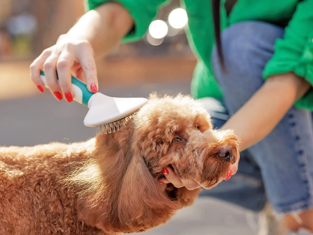 Best Eco-Friendly Dog Grooming Tools for 2026: Bamboo & More