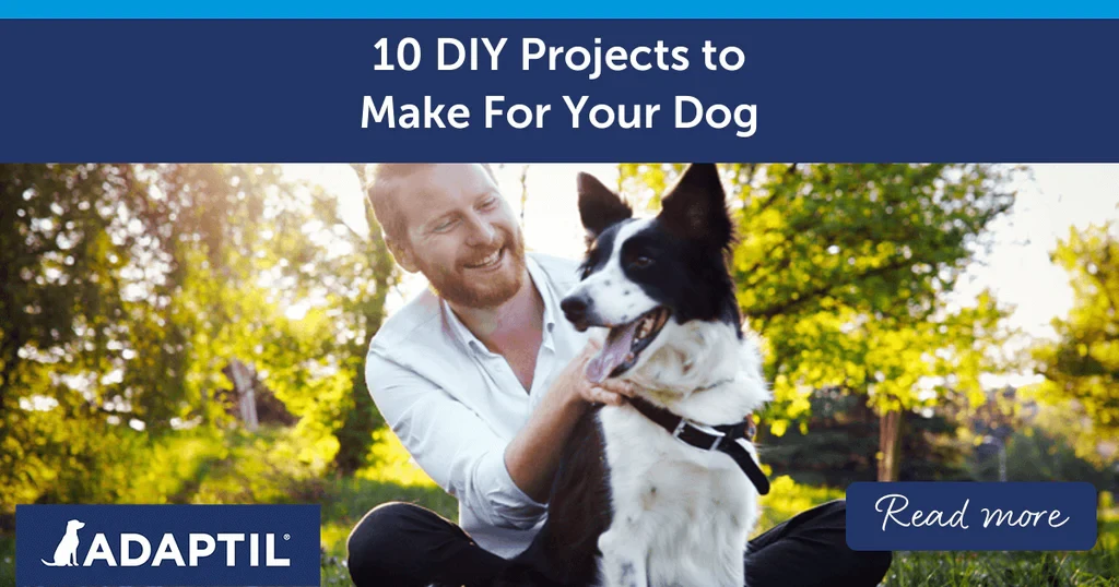Community DIY Pet Projects Boost Shelter Support and Enrichment