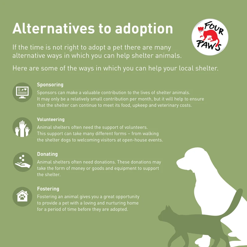 Difference Between Fostering and Adopting Pets Explained