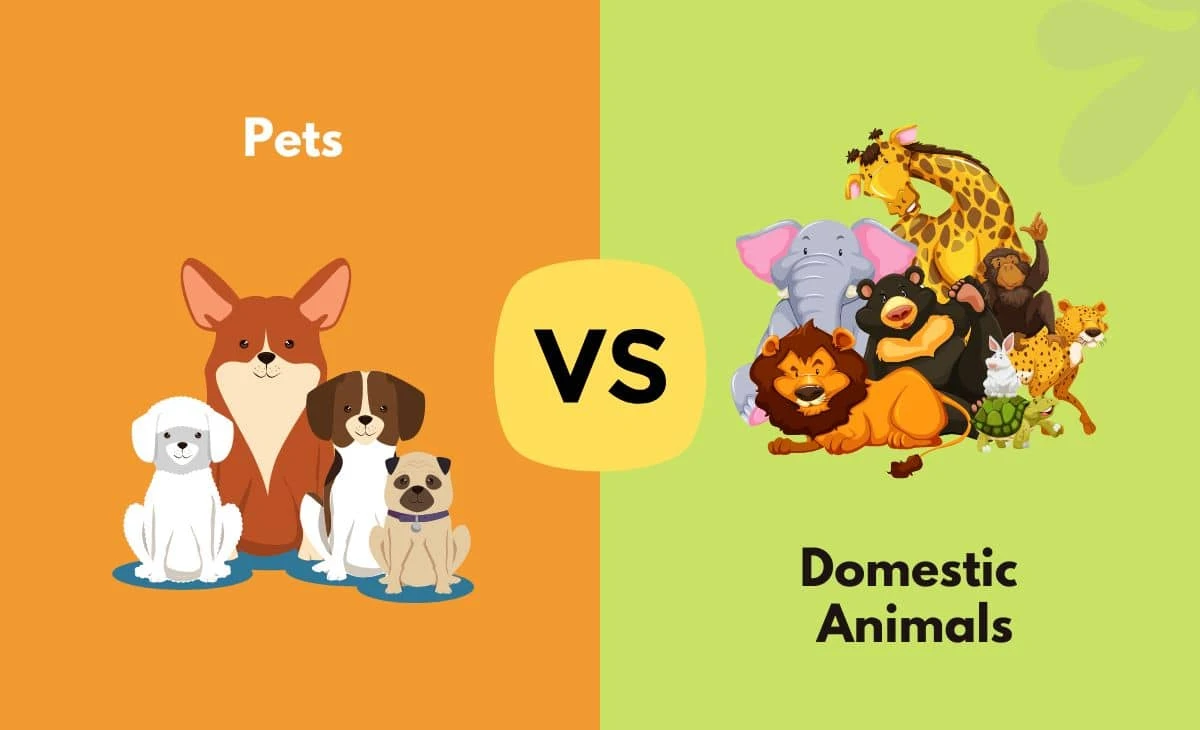 Difference Between Rescue Pets and Bought Pets: Costs & Care Explained