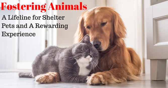 faq - How Fostering Pets Boosts Adoption Rates and Reduces Shelter Strain